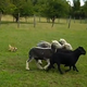 Image for article titled Adorable 2½ Lb. Chihuahua Adorably Herds Sheep